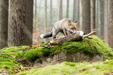 Cute red fox, Vulpes vulpes, eats prey caught in the autumn forest in a natural wilderness setting.