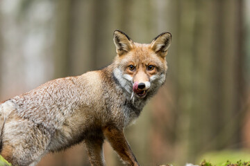 Cute red fox, Vulpes vulpes, in a winter landscape in a natural wilderness setting. Fox in the frozen grass.