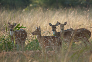 Herd of female chital Axis axis. Bandhavgarh National Park. Madhya Pradesh. India.