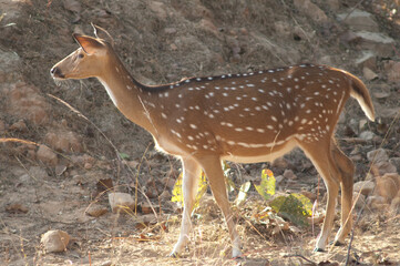 Female of chital Axis axis. Bandhavgarh National Park. Madhya Pradesh. India.