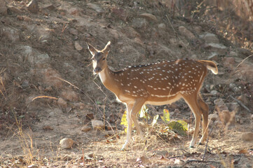 Naklejka na ściany i meble Female of chital Axis axis. Bandhavgarh National Park. Madhya Pradesh. India.
