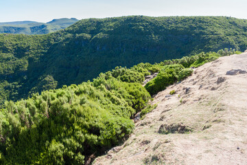 Fototapeta na wymiar Urwald auf Madeira