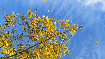 Autumn leaves with the blue sky background