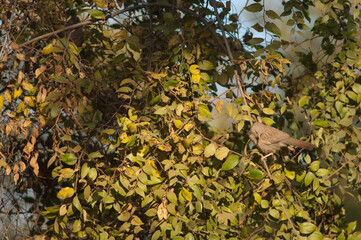 Jungle babbler Turdoides striatus on a branch. Bandhavgarh National Park. Madhya Pradesh. India.