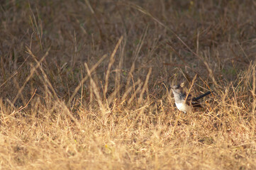 Female oriental magpie robin Copsychus saularis. Bandhavgarh National Park. Madhya Pradesh. India.