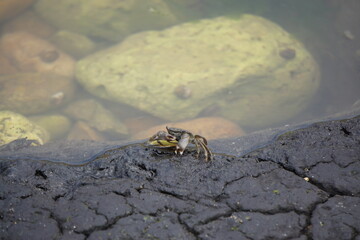 closeup of a lone crab on the rock feeding by the sea