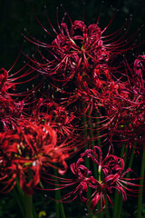 Lycoris radiata