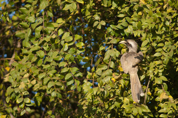 Indian grey hornbill Ocyceros birostris. Female. Bandhavgarh National Park. Madhya Pradesh. India.