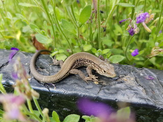 lizard on the grass