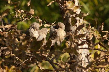 Jungle babblers Turdoides striatus preening. Bandhavgarh. Madhya Pradesh. India.