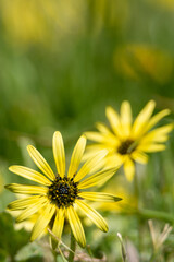 yellow flower