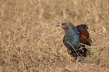 Greater coucal Centropus sinensis in the tall grass. Bandhavgarh National Park. Madhya Pradesh. India.