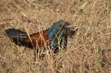 Greater coucal Centropus sinensis in the tall grass. Bandhavgarh National Park. Madhya Pradesh. India.