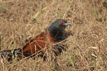 Greater coucal Centropus sinensis in the tall grass. Bandhavgarh National Park. Madhya Pradesh. India.