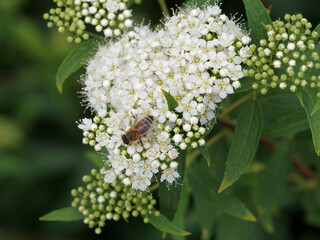 Spirée japonaise blanche, Spiraea japonica 'Albiflora' visitée par une abeille butinant sur...