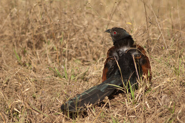 Greater coucal Centropus sinensis sunbathing. Bandhavgarh National Park. Madhya Pradesh. India.