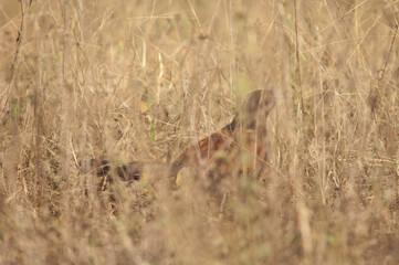 Greater coucal Centropus sinensis in the tall grass. Bandhavgarh National Park. Madhya Pradesh. India.