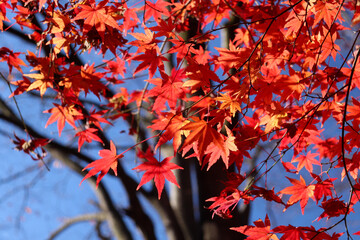 紅葉 秋 葉っぱ 鮮やか 美しい もみじ 和風