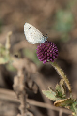 Butterfly Lycaenidae on a flower. Bandhavgarh National Park. Madhya Pradesh. India.