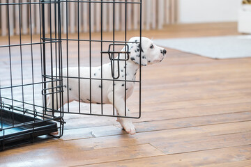Small Dalmatian puppy comes out of the cage carefully