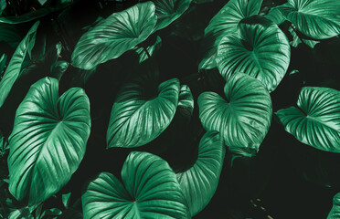 Fototapeta na wymiar Dark green tropical leaves. creative layout made of leaves nature dark green background. Flat lay. Nature concept. Low key