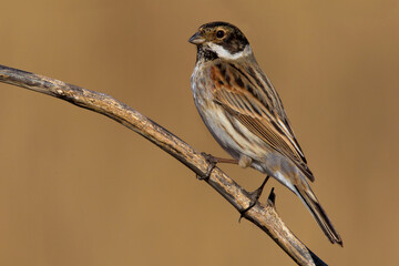 Rietgors, Reed Bunting, Emberiza schoeniclus