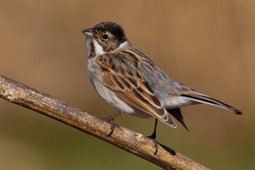 Rietgors, Reed Bunting, Emberiza schoeniclus