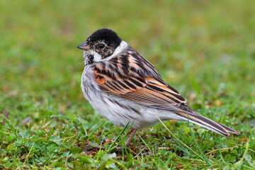 Rietgors, Reed Bunting, Emberiza schoeniclus