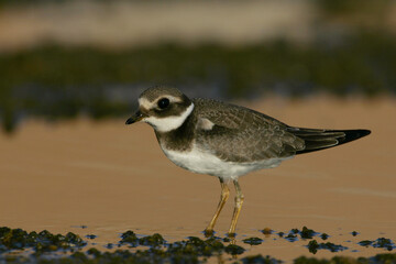 Common Ringed Plover, Bontbekplevier, Charadrius hiaticula