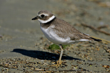 Common Ringed Plover, Bontbekplevier, Charadrius hiaticula
