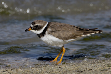 Bontbekplevier, Common Ringed Plover, Charadrius hiaticula
