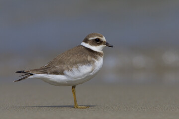 Common Ringed Plover, Bontbekplevier, Charadrius hiaticula
