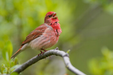 Roodmus, Common Rosefinch, Carpodacus erythrinus