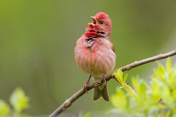 Roodmus, Common Rosefinch, Carpodacus erythrinus