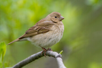 Roodmus, Common Rosefinch, Carpodacus erythrinus