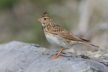 Eurasian Skylark, Veldleeuwerik, Alauda arvensis