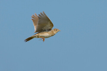 Eurasian Skylark, Veldleeuwerik, Alauda arvensis