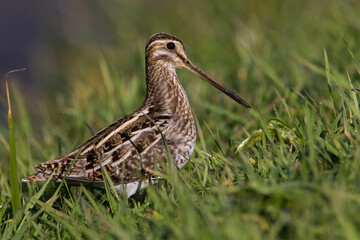 Watersnip, Common Snipe, Gallinago gallinago