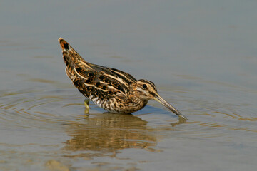 Common Snipe, Watersnip, Gallinago gallinago