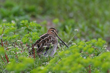Common Snipe, Watersnip, Gallinago gallinago