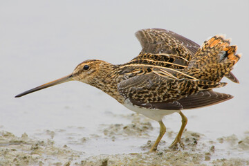 Common Snipe, Watersnip, Gallinago gallinago