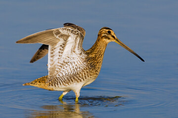 Watersnip, Common Snipe, Gallinago gallinago