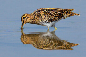 Watersnip, Common Snipe, Gallinago gallinago