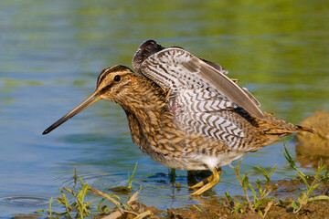 Watersnip, Common Snipe, Gallinago gallinago