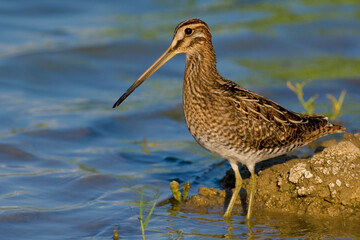 Watersnip, Common Snipe, Gallinago gallinago