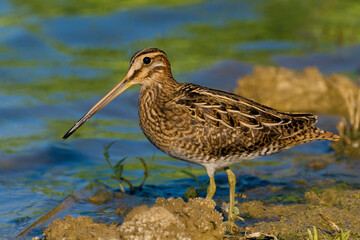 Watersnip, Common Snipe, Gallinago gallinago