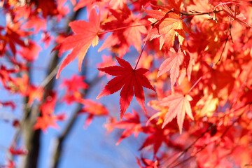 紅葉 もみじ 赤い 鮮やか 秋  美しい 和風 日本 
