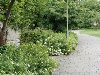 Joli buisson de spirée du Japon 'Albiflora' (Spiraea japonica) ou spirée japonaise à fleurs...