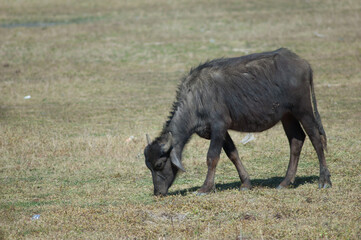 Young water buffalo Bubalus bubalis grazing. Umaria. Madhya Pradesh. India.