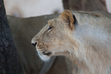 Asiatic lion Panthera leo leo. Lioness in controlled conditions. Devalia. Gir Sanctuary. Gujarat. India.